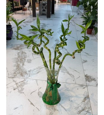 denizli bambu çiçek